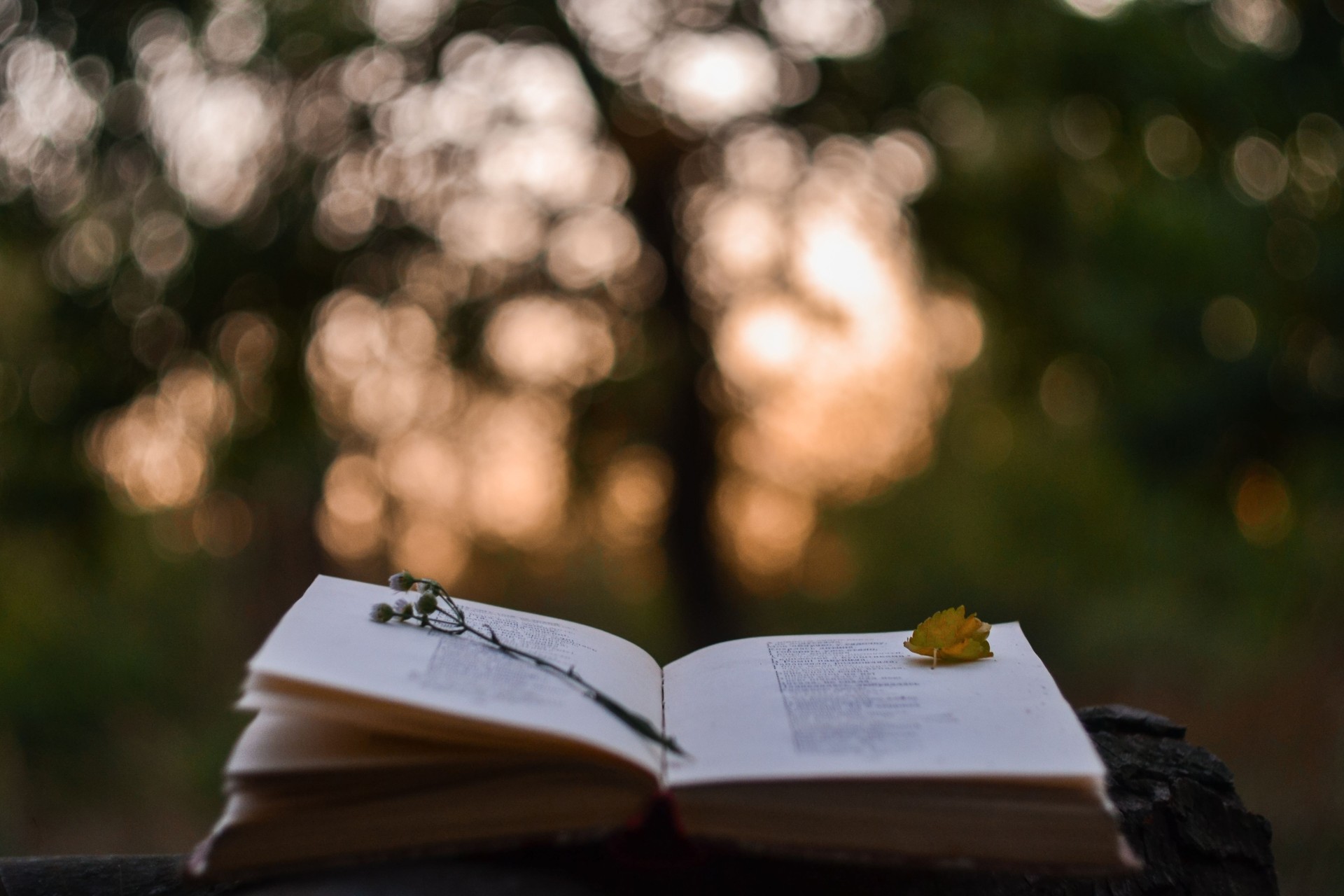 Poetry book at sunset